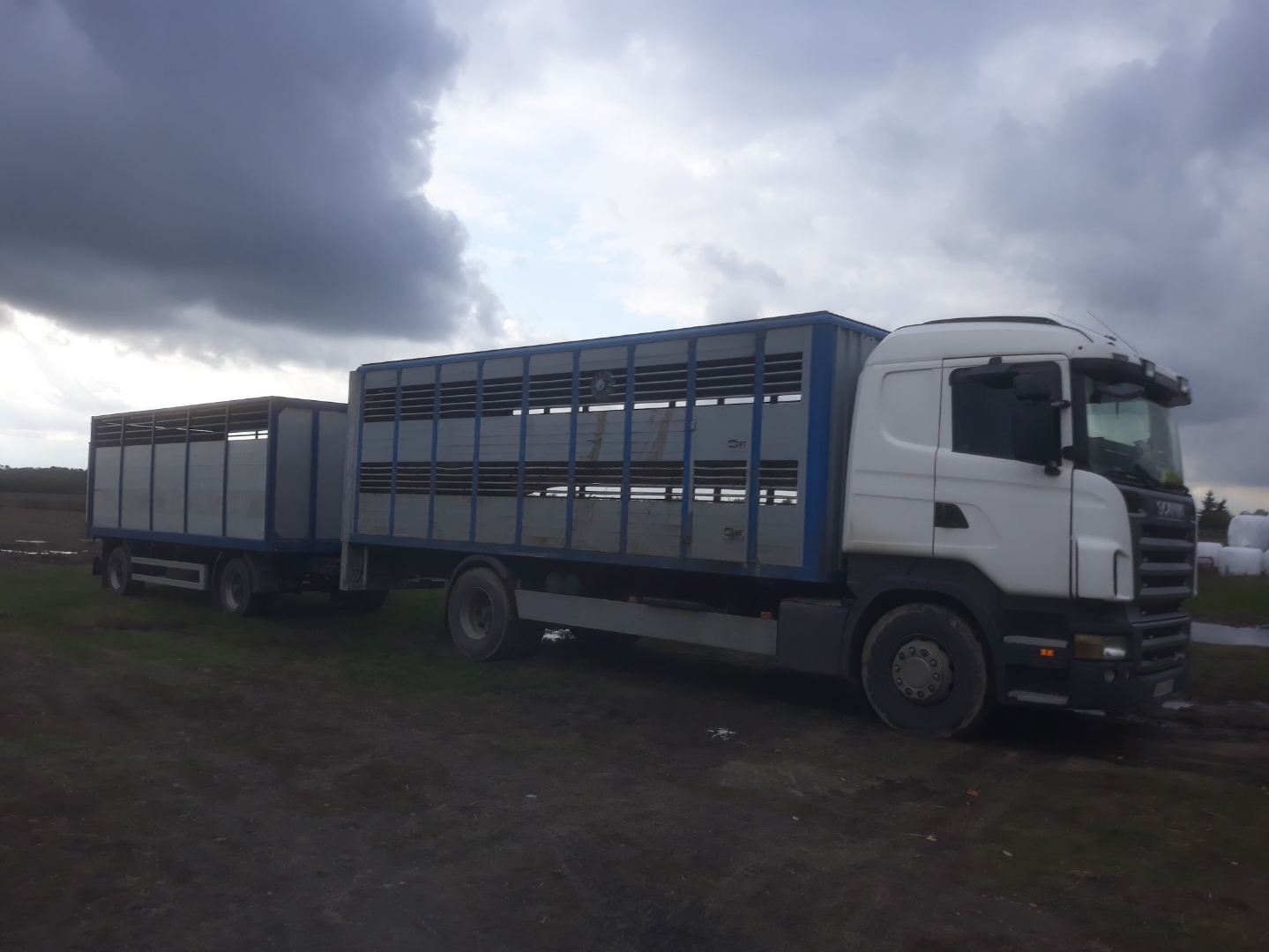 Scania — przewóz żywca